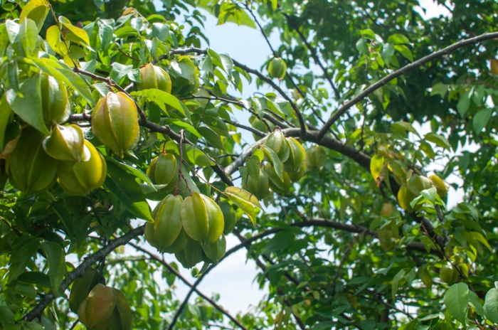 Starfruit is called carambola in Mexico