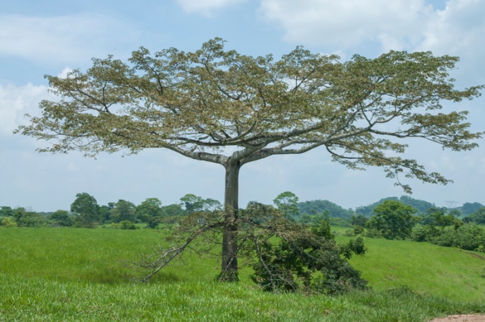 The beautiful ceiba tree was important to the Maya