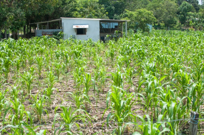 Corn field in nearby village