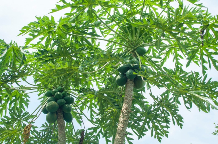 Papaya trees loaded with unripe fruit