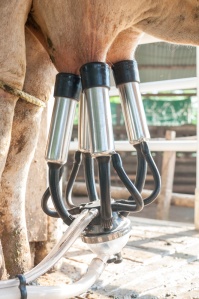 Milking hose with teat cups attached to cow.