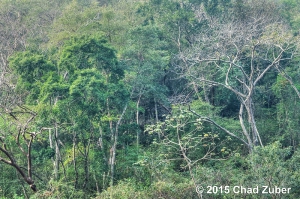 Thick tropical vegetation covers slope leading up canyon