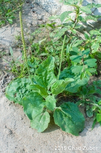 Plantago major is a very useful edible and medicinal herb